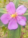 tibouchina semidecandra Royalty Free Stock Photo